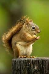 Obraz premium Red Squirrel taken in northern MN