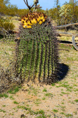 Arizona Barrel Cactus Sonora Desert Arizona - 791681963