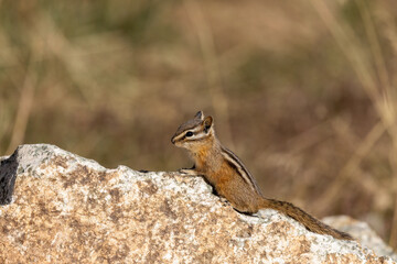 Least Chipmunk taken in northern MN