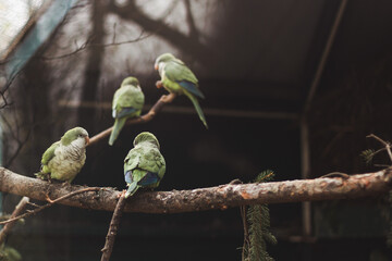 green parrots on branch in the zoo