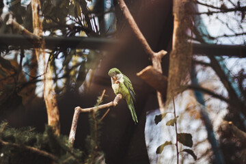 Monk Parakeet. A green parrot holds food in its paw. A small parrot on a branch.