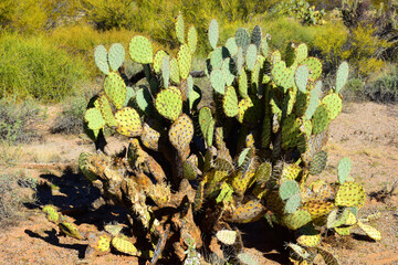 Prickly Pear Cactus Sonora Desert Arizona - 791682511