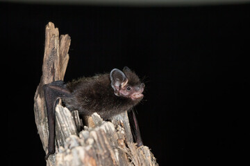 Silver-haired Bat taken in southern MN