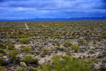 Central Sonora Desert Arizona - 791682556