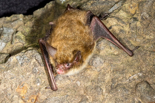 Northern Long-eared Bat taken in southern MN