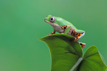 Phyllomedusa hypochondrialis climbing on branch, Northern orange-legged leaf frog or tiger-legged monkey frog closeup on leaves 