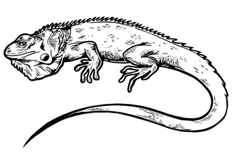 Iguana animal engraving PNG illustration. Scratch board style imitation. Black and white hand drawn image.