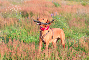 Playful dog holding a stick in a blooming meadow