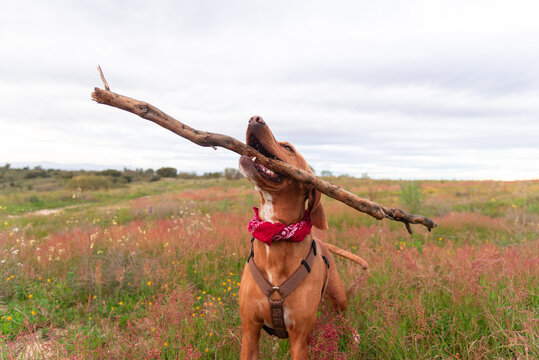 Playful mixed Vizsla carrying a stick in a field