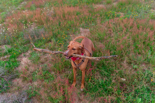 Playful mixed breed dog carries a stick in nature