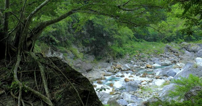 Taiwan, Hualien, Taroko, Scenic Area, Sanda Creek, Boulder, Big Tree