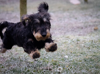 long haired dachshund dog 