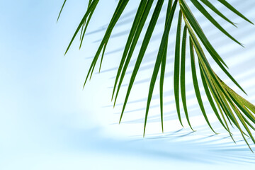 Tropical palm leaf against a clear blue sky