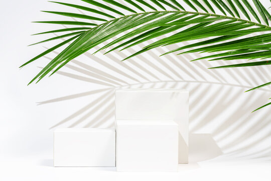 White podiums and palm leaf shadow background