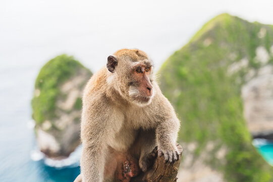 Pensive monkey overlooking the sea in Nusa Penida, Bali