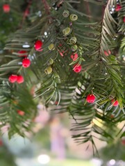 fresh berries on the branch