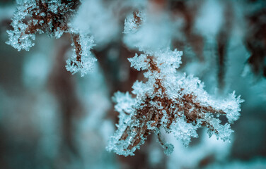 frost on branches