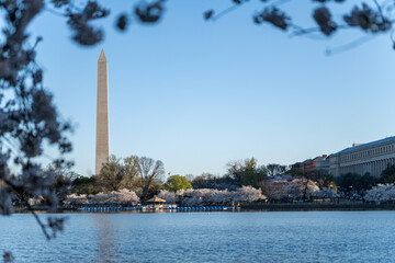 Obraz premium Washington Monument during peak cherry blossom season at the Tidal Basin in DC
