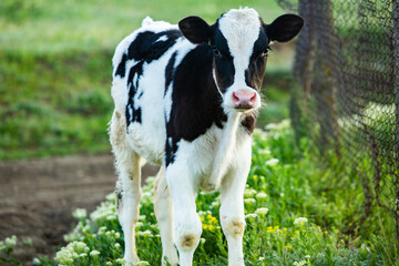 Landscape with beautiful nature in the village in the Republic of Moldova. Country life in Eastern Europe.