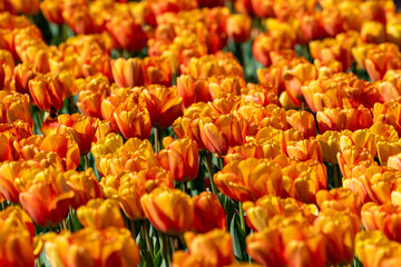 Orange tulips growing at Burnside Farms Virginia