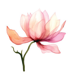 Watercolor translucent lotus flowers isolated. Pressed transparent dry flower botanical illustration