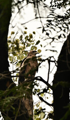 Obraz premium bird in tree