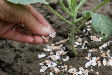Crushed eggs shellsaround plant as organic fertilizer at home garden and an effective barrier for...