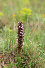 Purple blooming orchid in a meadow