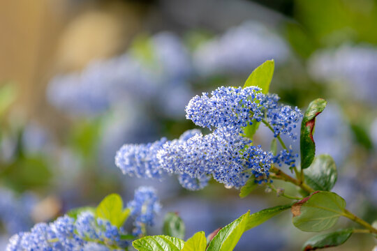 Selective focus light blue flowers of Ceanothus thyrsiflorus known as blueblossom in the garden, Blue blossom ceanothus is an evergreen shrub in the genus Ceanothus, Nature floral pattern background.