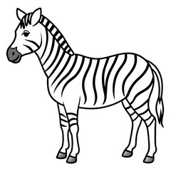 zebra isolated on white