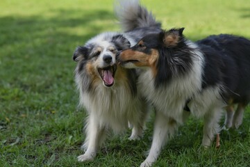 2 sheltie dogs strolling outside next to each other while one is kissing other.