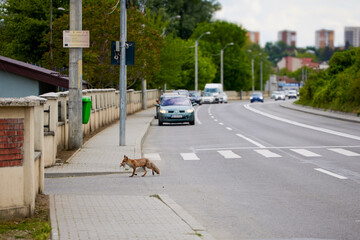 a fox with food in its mouth crosses a street in the city.