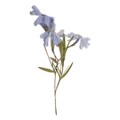 Isolated Pressed and dried Blue Flower. Aesthetic scrapbooking Dry plants