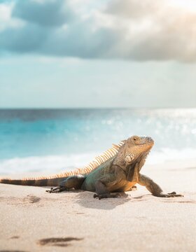 An iguana lying lazily on a warm sandy beach with the ocean in the background