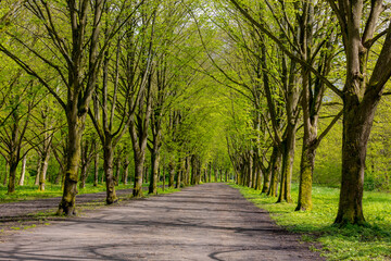 Beautiful spring background with pathway through the wood, Young green leaves with blur people running exercise, Rows of big trees along the walkways, Amsterdamse Bos (Forest) Amsterdam, Netherlands.