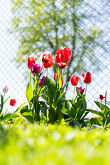 Tulipan, Tulipa