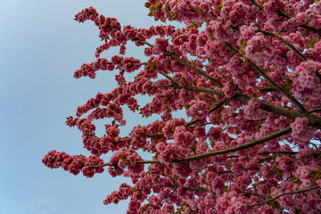 Kirschblüten in voller Blüte, rosa Farbtöne, dichte Blüten an zahlreichen Zweigen, blauer...