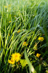 Mniszek lekarski, Taraxacum officina © Kornel