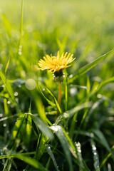 Mniszek lekarski, Taraxacum officina © Kornel