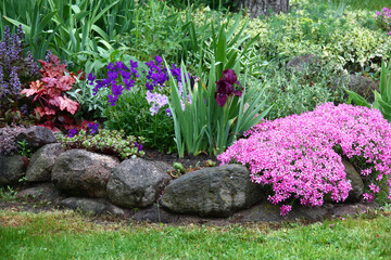 Spring flower bed in may. Behind a border from large stones many plants grow and blossom. The bright blossoming phlox subulata and leaves heuchera. Blue-violet flowers of an ajuga, viola and iris. - obrazy, fototapety, plakaty