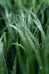 Trawa, rosa, krople wody
