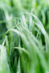 Trawa, rosa, krople wody