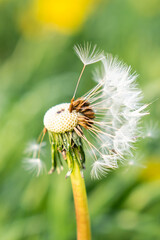 Mniszek lekarski, Taraxacum officina © Kornel