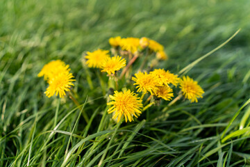 Mniszek lekarski, Taraxacum officina