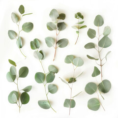 Obraz premium White background with eucalyptus leaves 
