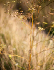 The high plant in the autumn field