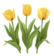 The close-up three yellow tulips illustration style, isolated on transparent background.