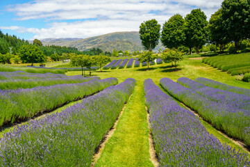 Naklejka premium Lavender Field with trees