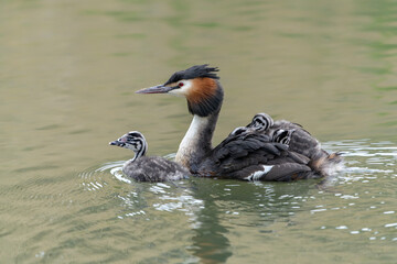 Great Crested Grebe, waterbird (Podiceps cristatus) with juvenile on his back. Great crested grebe with youngsters. Great Crested Grebe (Podiceps cristatus) feeding chick.                   