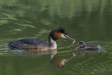 Great Crested Grebe, waterbird (Podiceps cristatus) with juvenile on his back. Great crested grebe with youngsters. Great Crested Grebe (Podiceps cristatus) feeding chick.                   